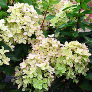 Гортензия метельчатая Ренколор / Пастель Грин Hydrangea paniculata Rencolor / Pastel Green P9