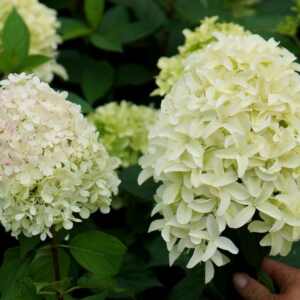 Гортензия метельчатая Скайфолл / Френне Hydrangea paniculata Skyfall / Frenne Р9