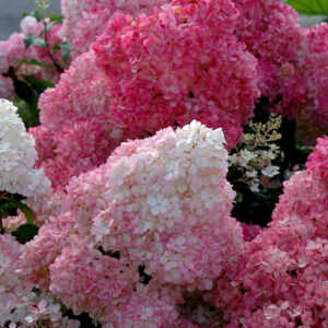 Гортензия метельчатая Сандей Фрайз Hydrangea paniculata Sundae Fraise P9