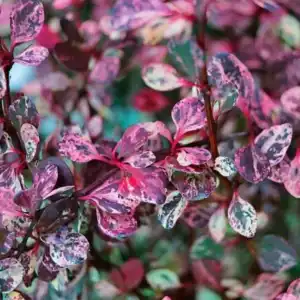 Барбарис Тунберга Flamingo Р9