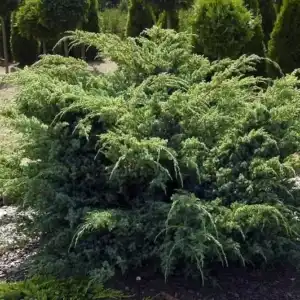 Можжевельник Ханнеторп чешуйчатый Р9